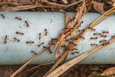Ant Control Ivanhoe