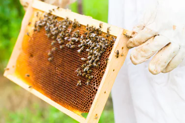 Bees Control Ivanhoe