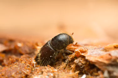 Borer Control Ivanhoe