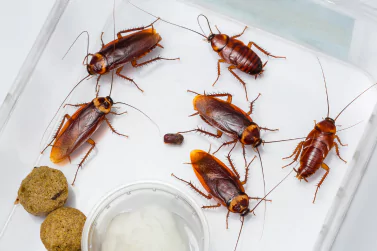 Cockroach Control Ivanhoe