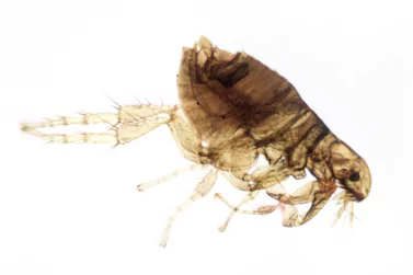 Flea Control Ivanhoe