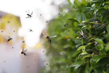 Mosquito Control Ivanhoe