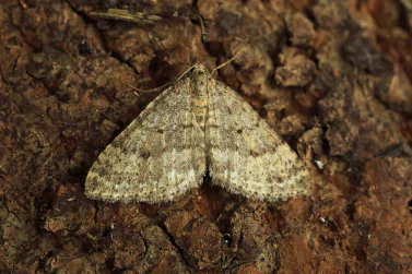 Moth Control Ivanhoe