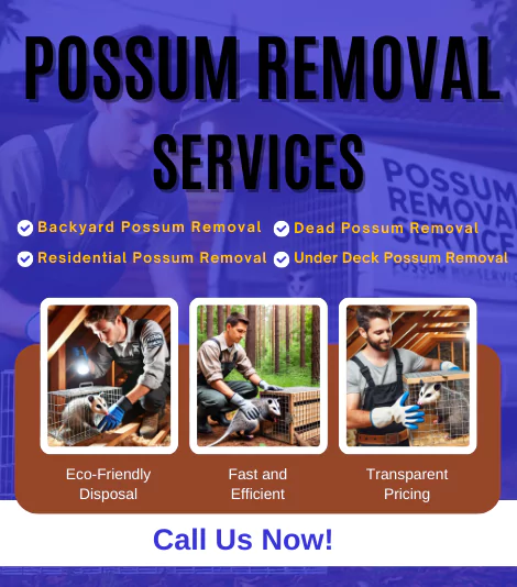 Possum Removal Ivanhoe