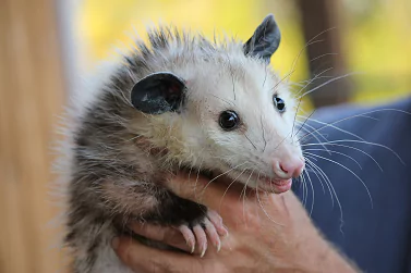Possum Removal Ivanhoe