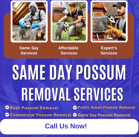 Possum Removal Services Ivanhoe
