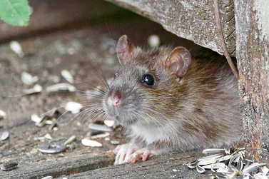 Rodent Control Ivanhoe