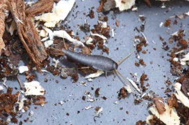 Silverfish Control Ivanhoe
