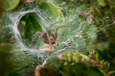 Spider Control Ivanhoe