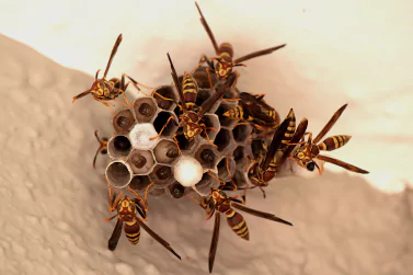 Wasp Control Ivanhoe